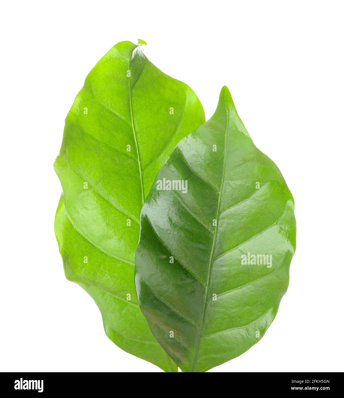 Green coffee leaves on white background Stock Photo - Alamy