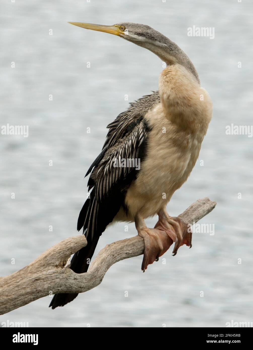 Snake-necked / Australasian darter, Anhinga novaehollandiae with large webbed feet perching on a log above water of a lake in a city park in Australia Stock Photo