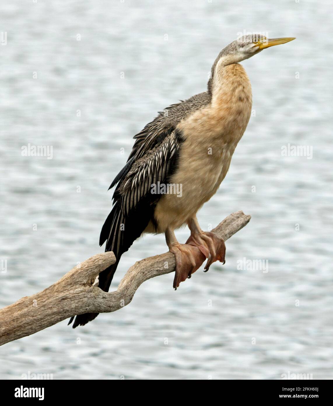 Webbed feet birds hi-res stock photography and images - Alamy