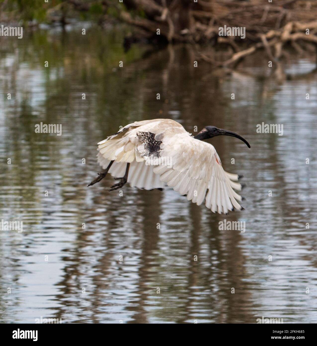 White / Sacred Ibis, Threskiornis molucca, in flight over calm water of a lake in city park in Australia Stock Photo