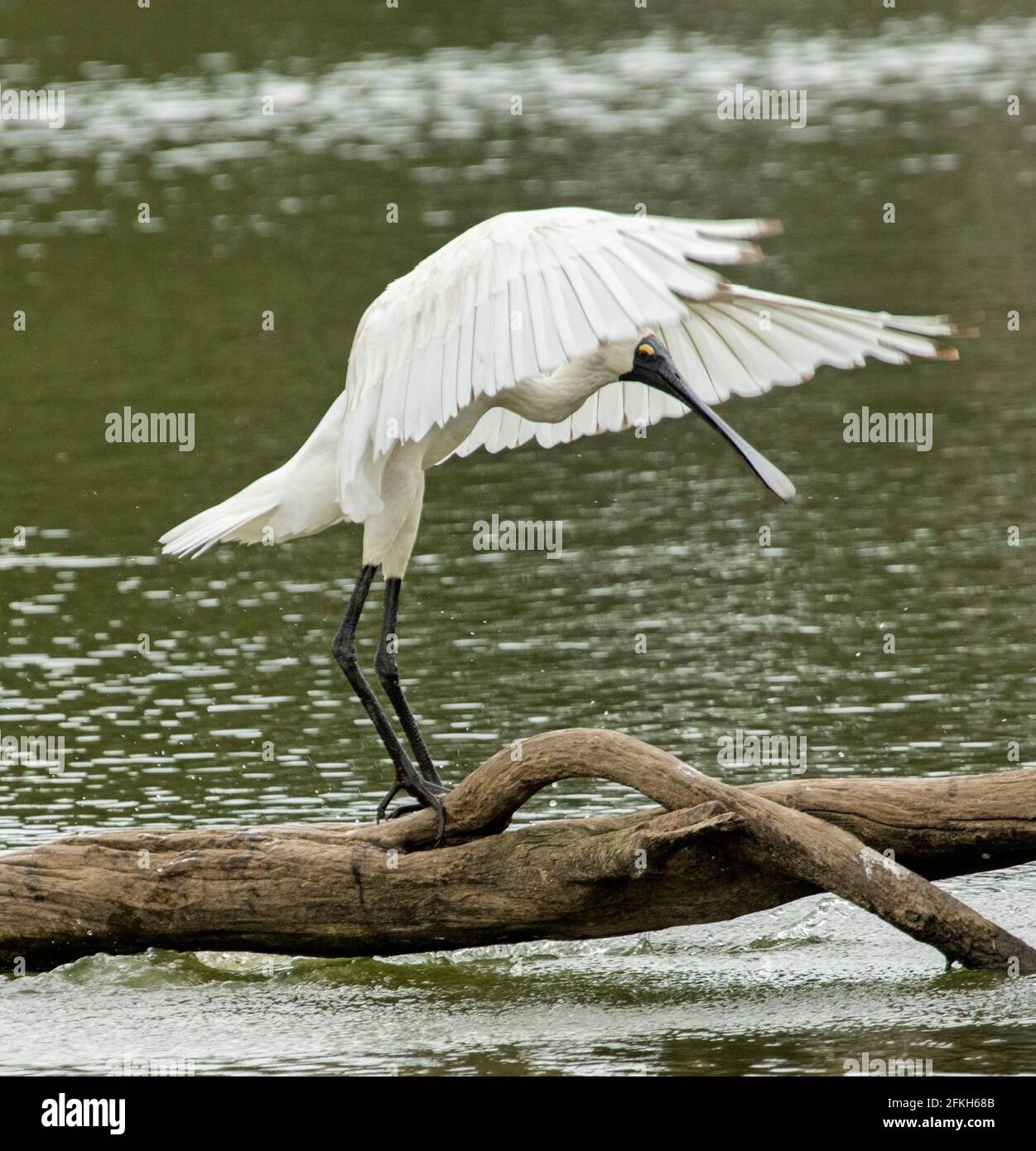 Royal Spoonbill, Platalea regia, on log over water of lake with wings outstretched ready for flight Stock Photo