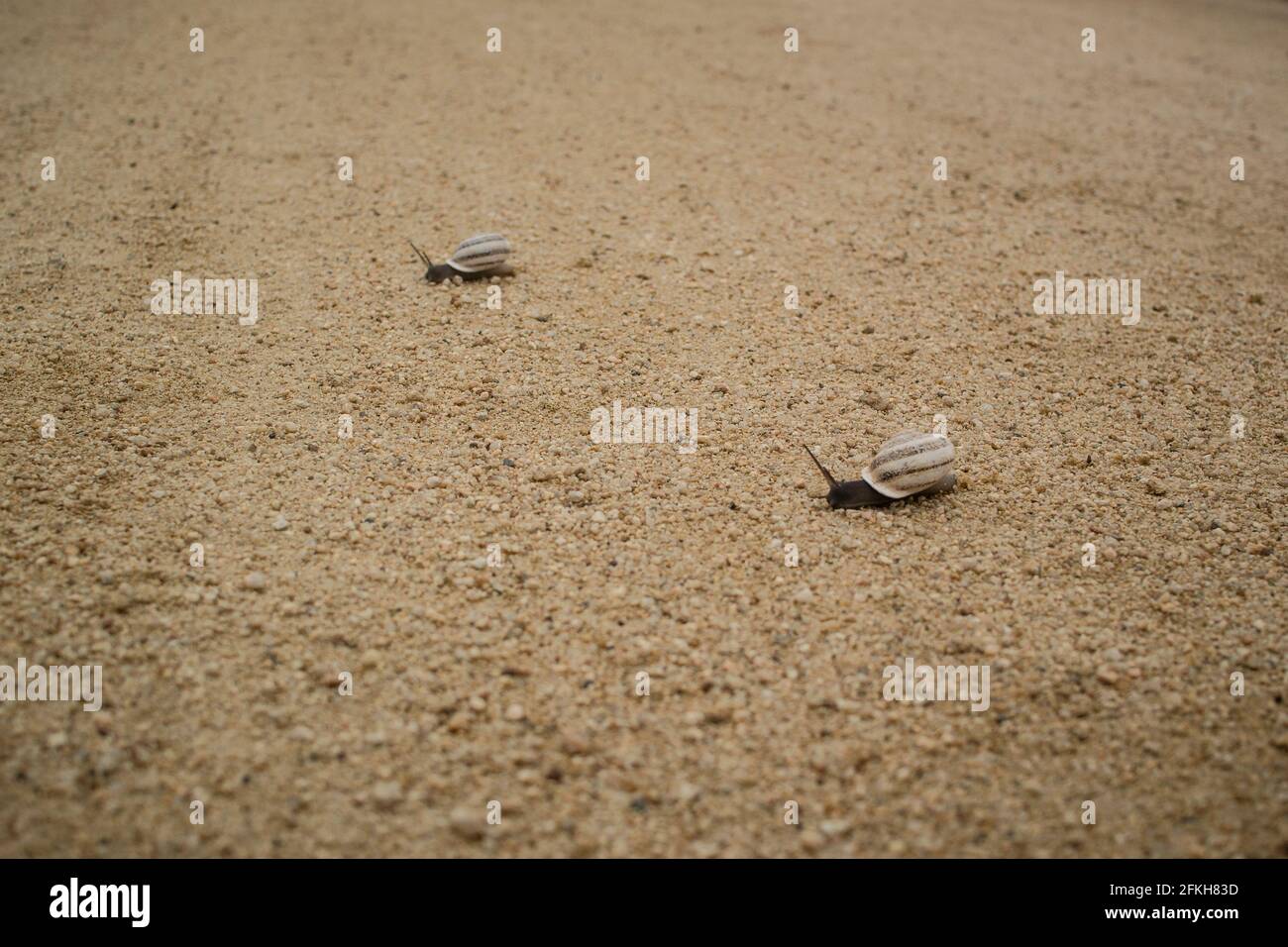 Pair of light brown, striped, snails crossing light gravel footpath Stock Photo Alamy