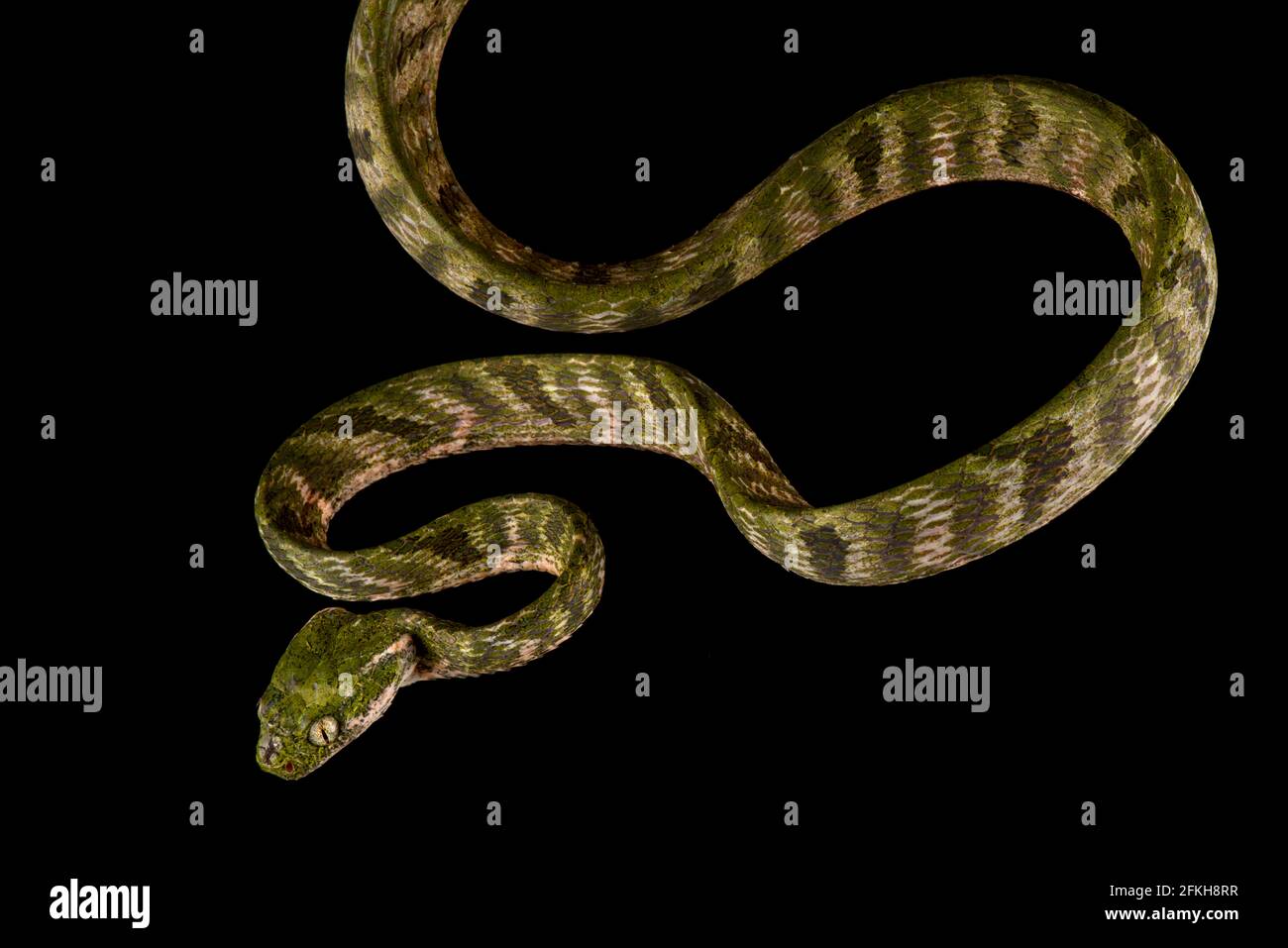 Bengkulu cat snake (Boiga bengkuluensis) Stock Photo