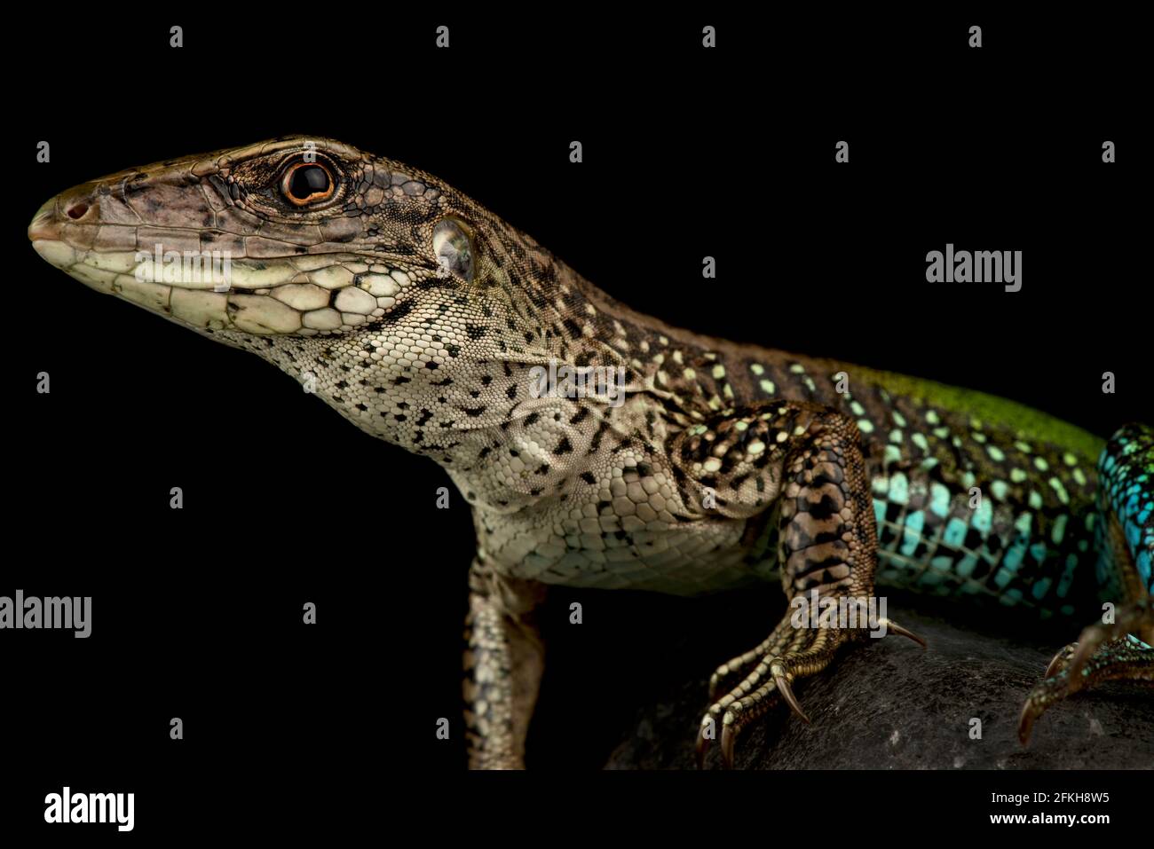 giant ameiva (Ameiva ameiva Stock Photo Alamy