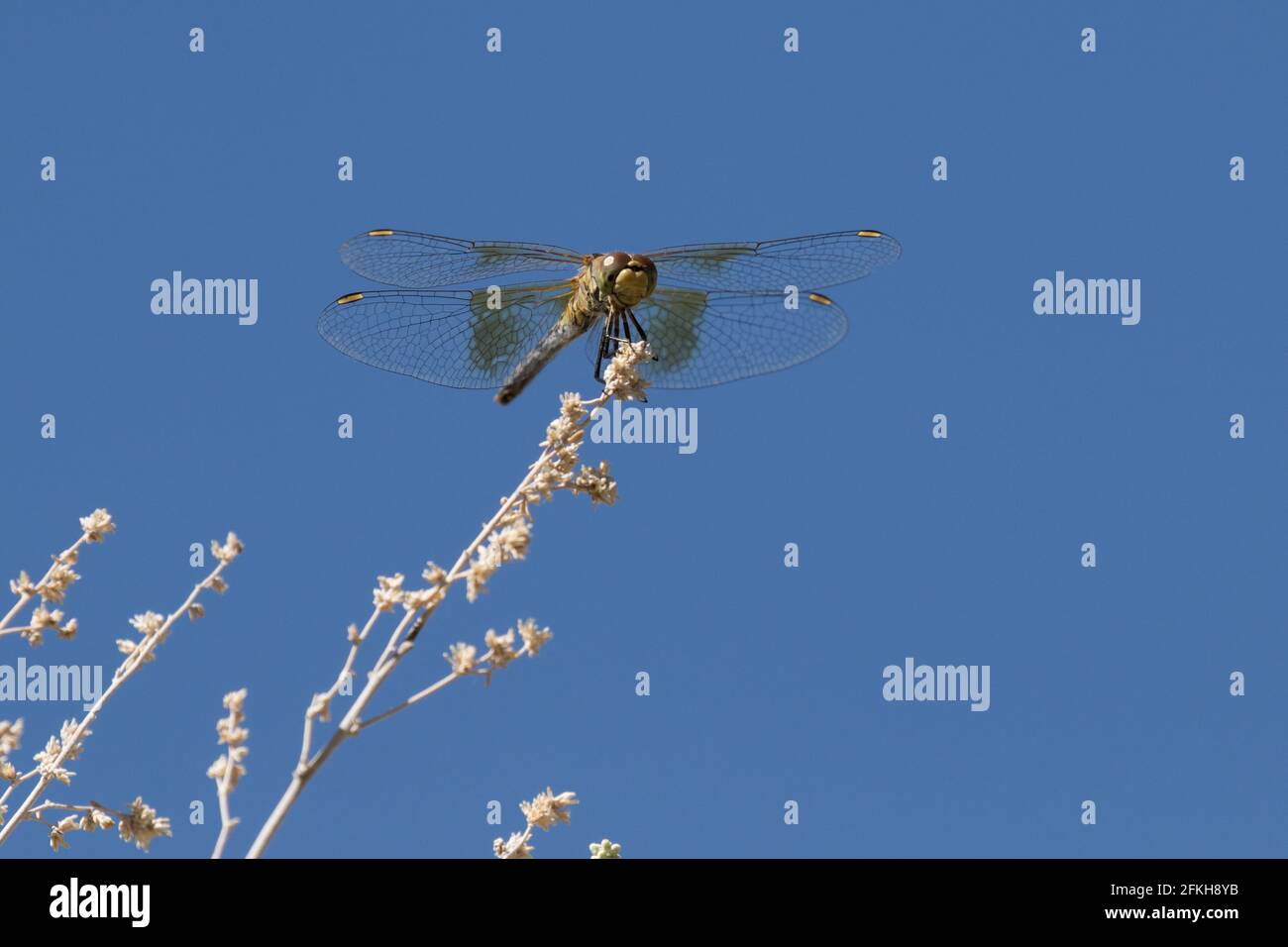 Dragonfly on Sagebrush Stock Photo