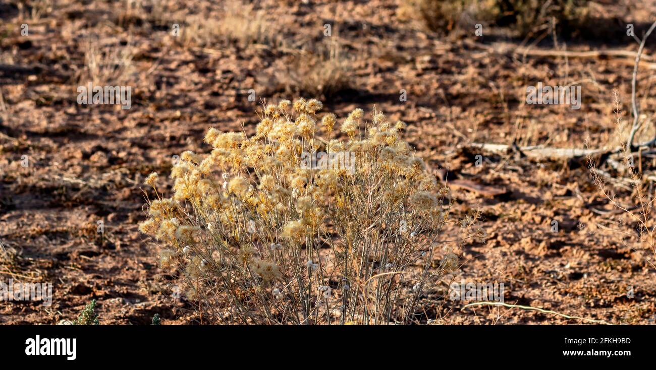 Bush plant community vegetation hires stock photography and images Alamy
