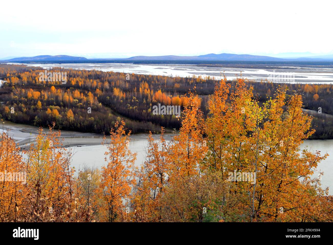 Autumn forest Tanana River area near Fairbanks in Alaska USA Stock Photo