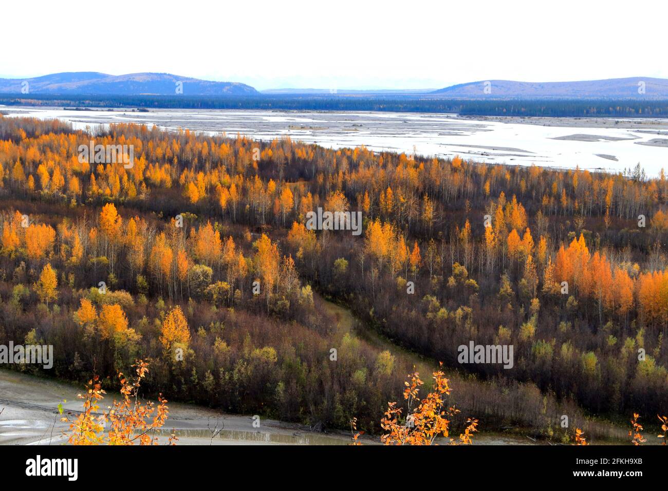 Autumn forest Tanana River area near Fairbanks in Alaska USA Stock Photo