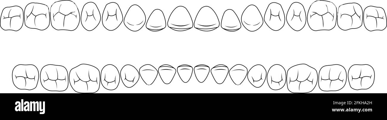 teeth of fissures Stock Vector