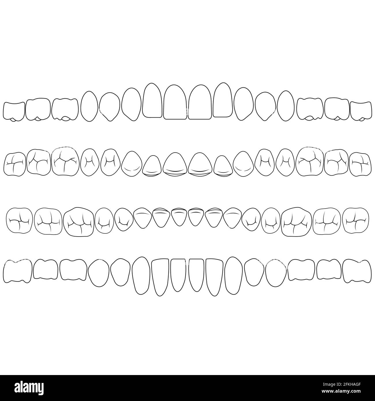 Dentition, the crown portion of the tooth Stock Vector