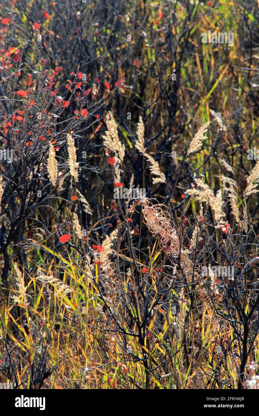 Roadside plants hi-res stock photography and images - Alamy