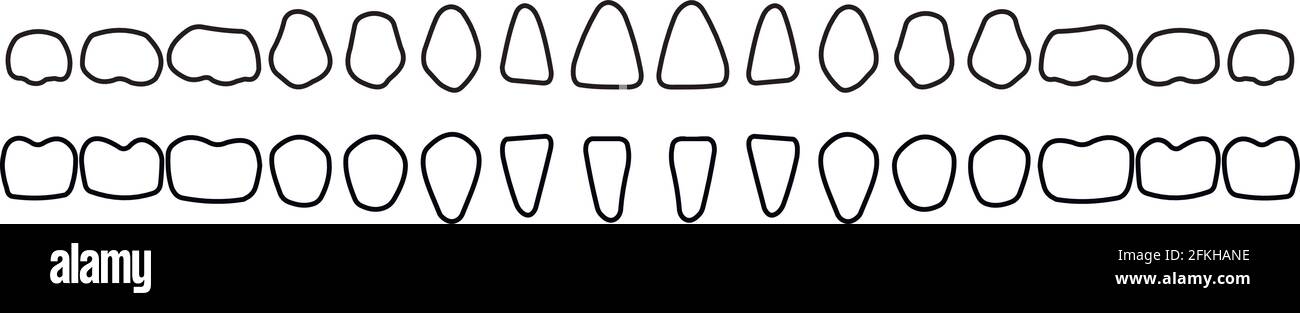 dental row Stock Vector