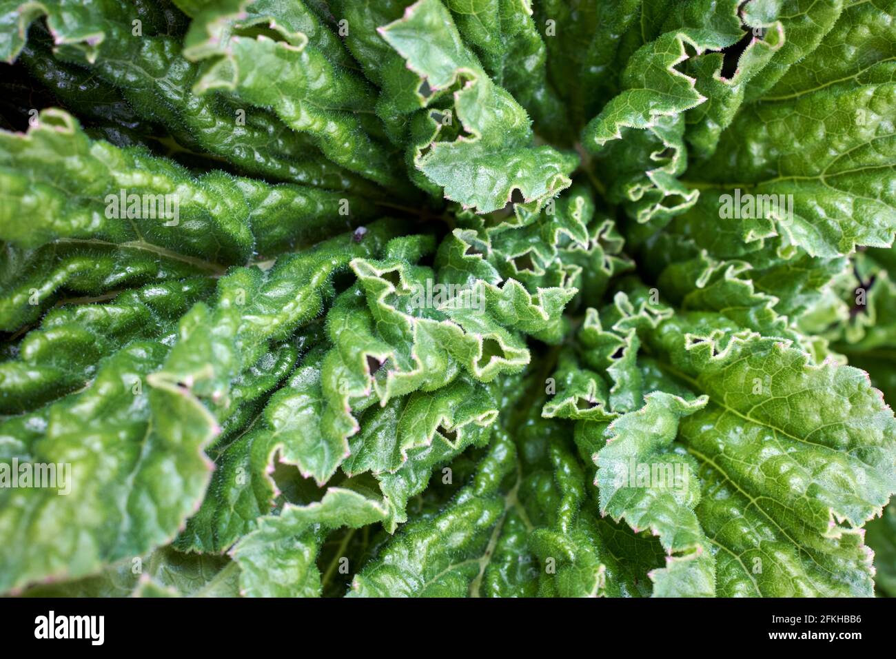Gunnera tinctoria (Molina) Mirb. (Gunneraceae) also known as Pangue, Nalca (Mapuche voices), or Giant Chilean Rhubarb in closeup Stock Photo