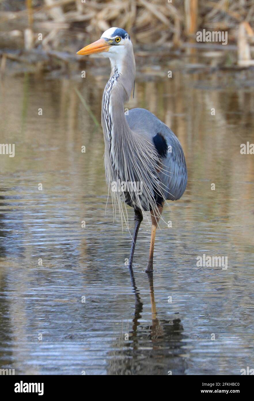 Great blue heron walking into the swamp, Quebec, Canada Stock Photo