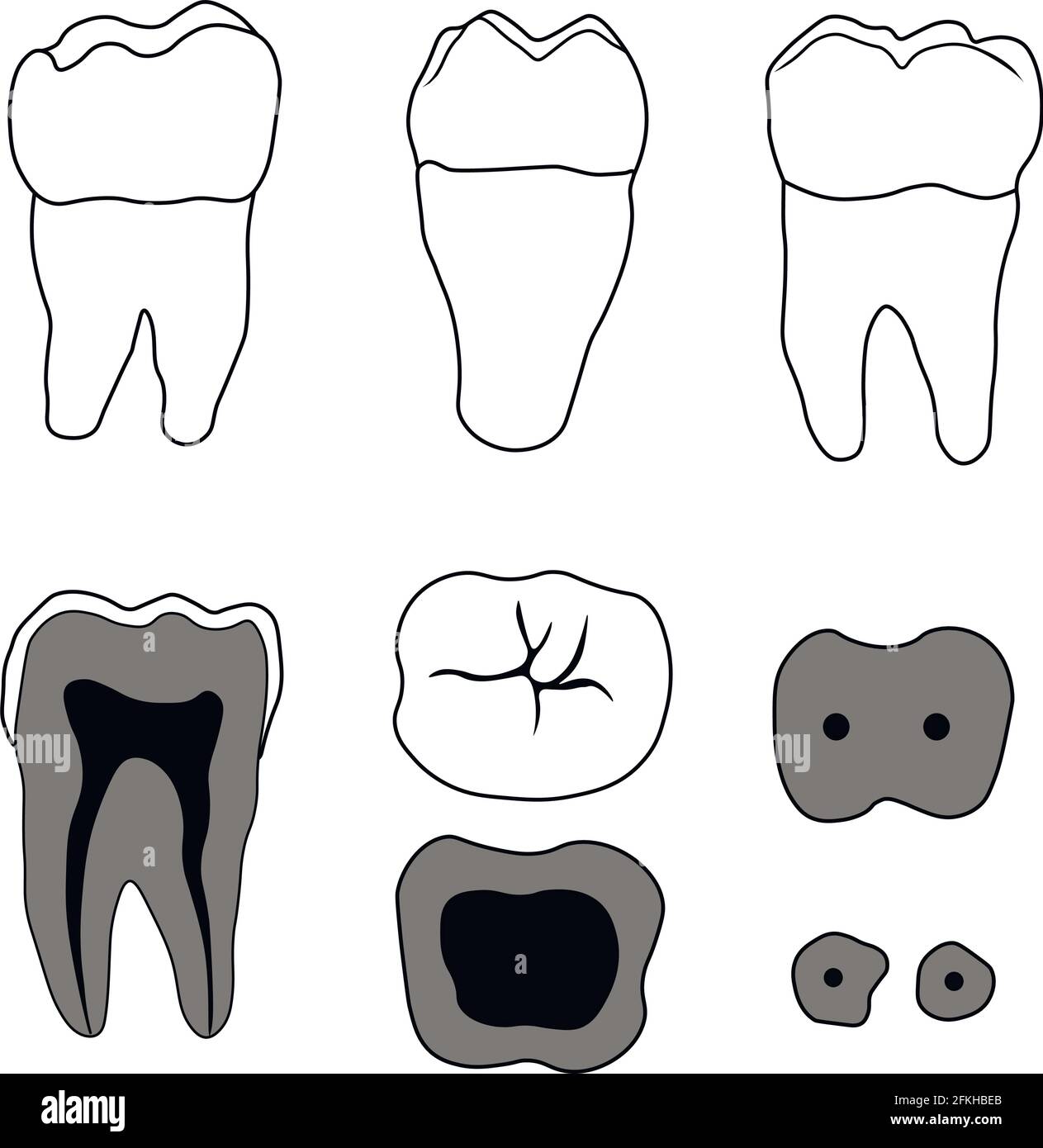molar tooth Stock Vector