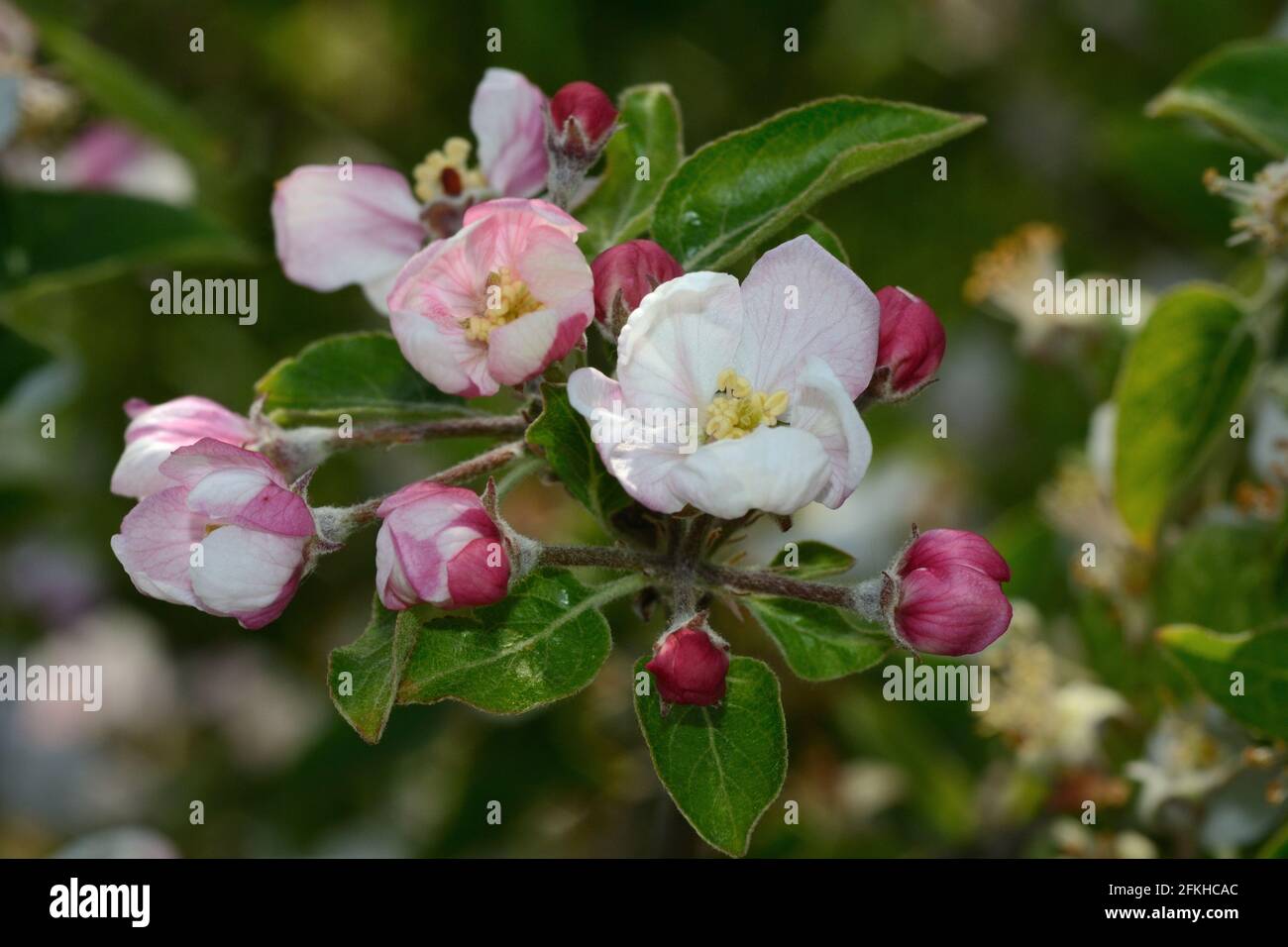 Crab apple tree buds hi-res stock photography and images - Alamy