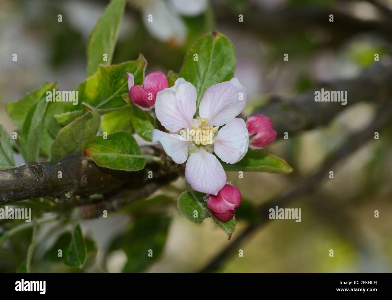Crab apple tree buds hi-res stock photography and images - Alamy