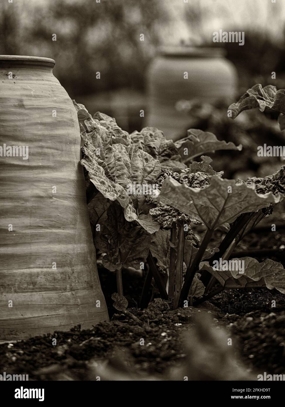 Black and white sepia toned retro image of terracotta Rhubarb forcing pots on a vegetable plot with Rhubarb plants evoking a Victorian, Edwardian or 1 Stock Photo