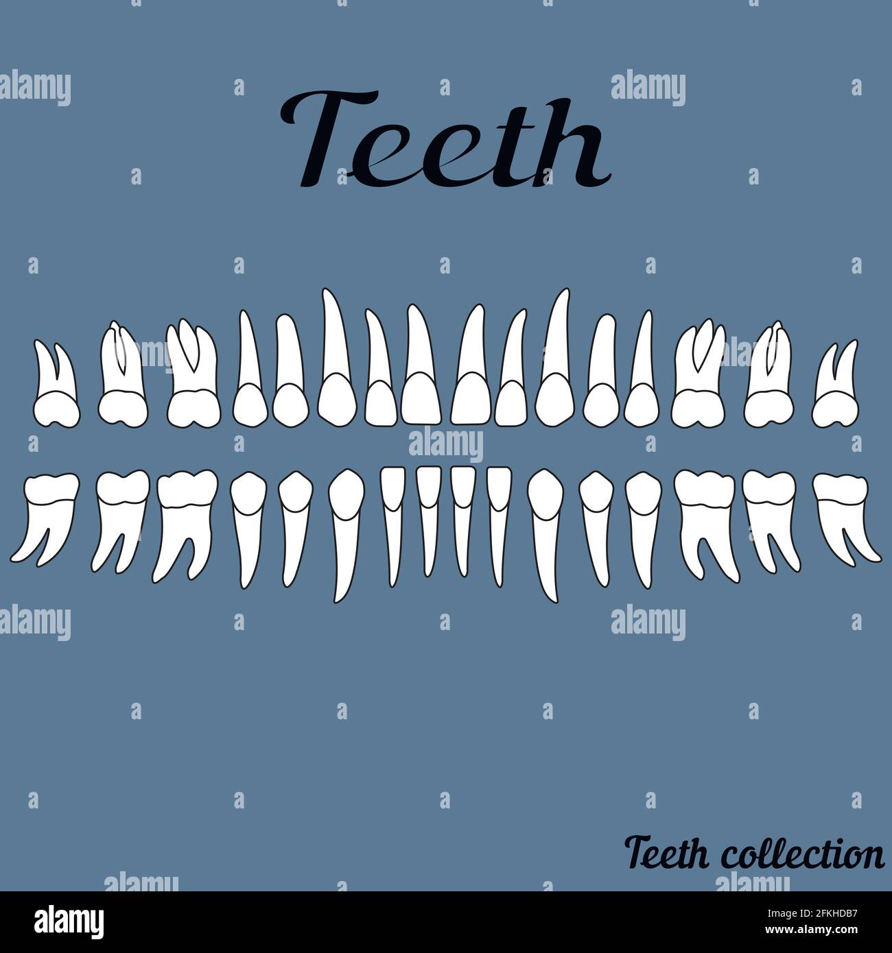 Human teeth Stock Vector