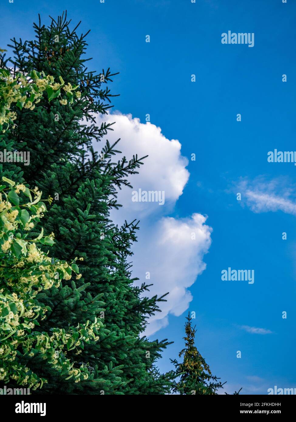 Clouds above the trees on the beautiful blue sky Stock Photo - Alamy