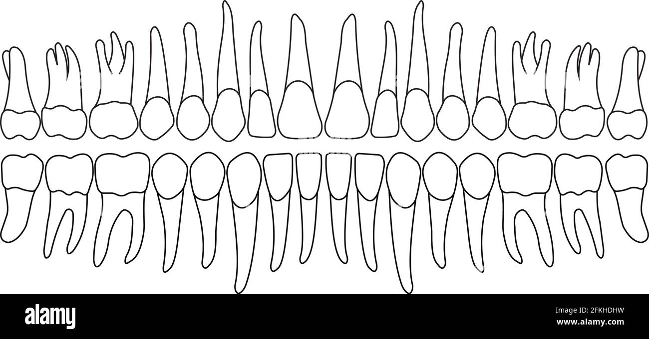 dentition Stock Vector