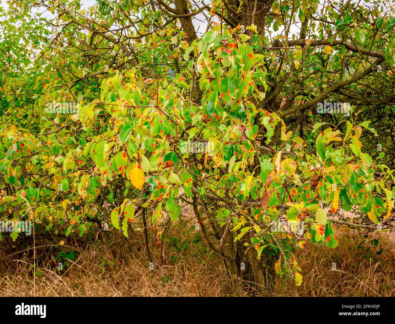 European pear rust (Gymnosporangium sabinae) disease of pears. Identifiable by orange spots on leaves. Stock Photo