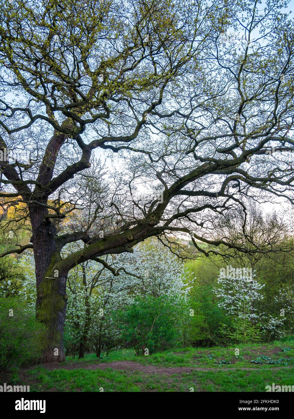 Very old massive oak tree(Quercus robur) in spring, with a growing new leaves Stock Photo