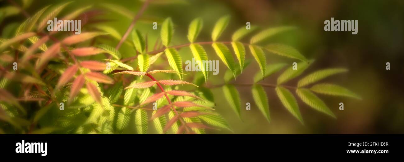 Panorama of the attractive pinnate leaves of Sorbaria sorbifolia 'Sem' in spring in the UK Stock Photo