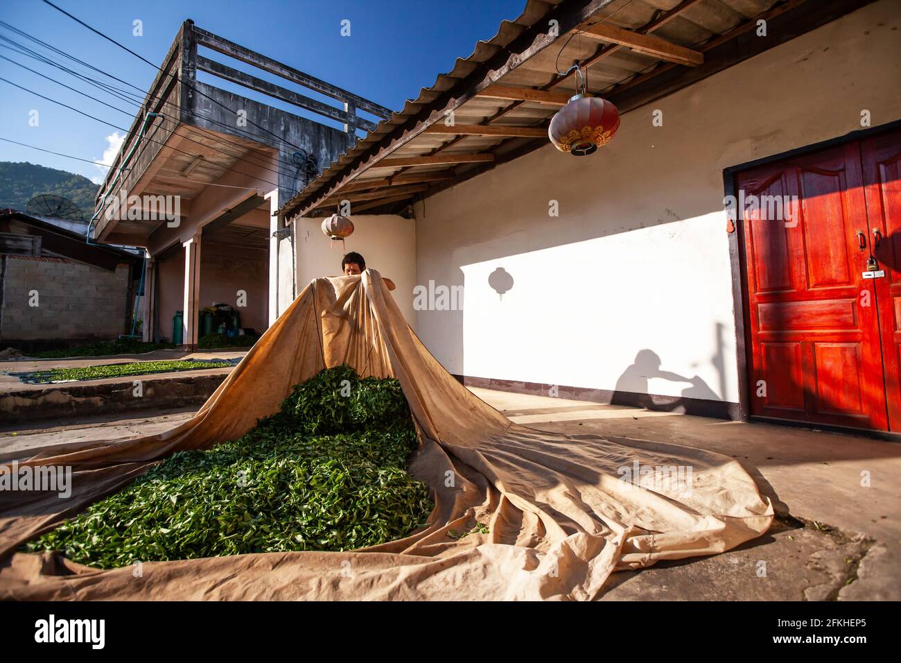 Tea farmer laying the leaves on fabric at courtyard for natural drying. Doi Mae Salong, Chiang Rai, Thailand. Stock Photo