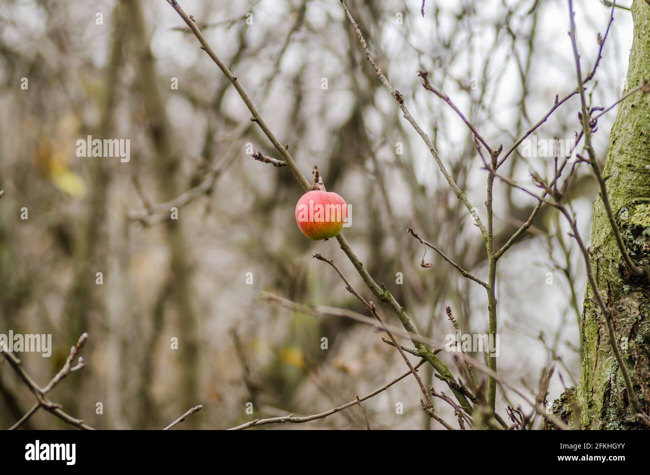 The remaining apples in the tree canopy. Novi Sad, Serbia Stock Photo ...