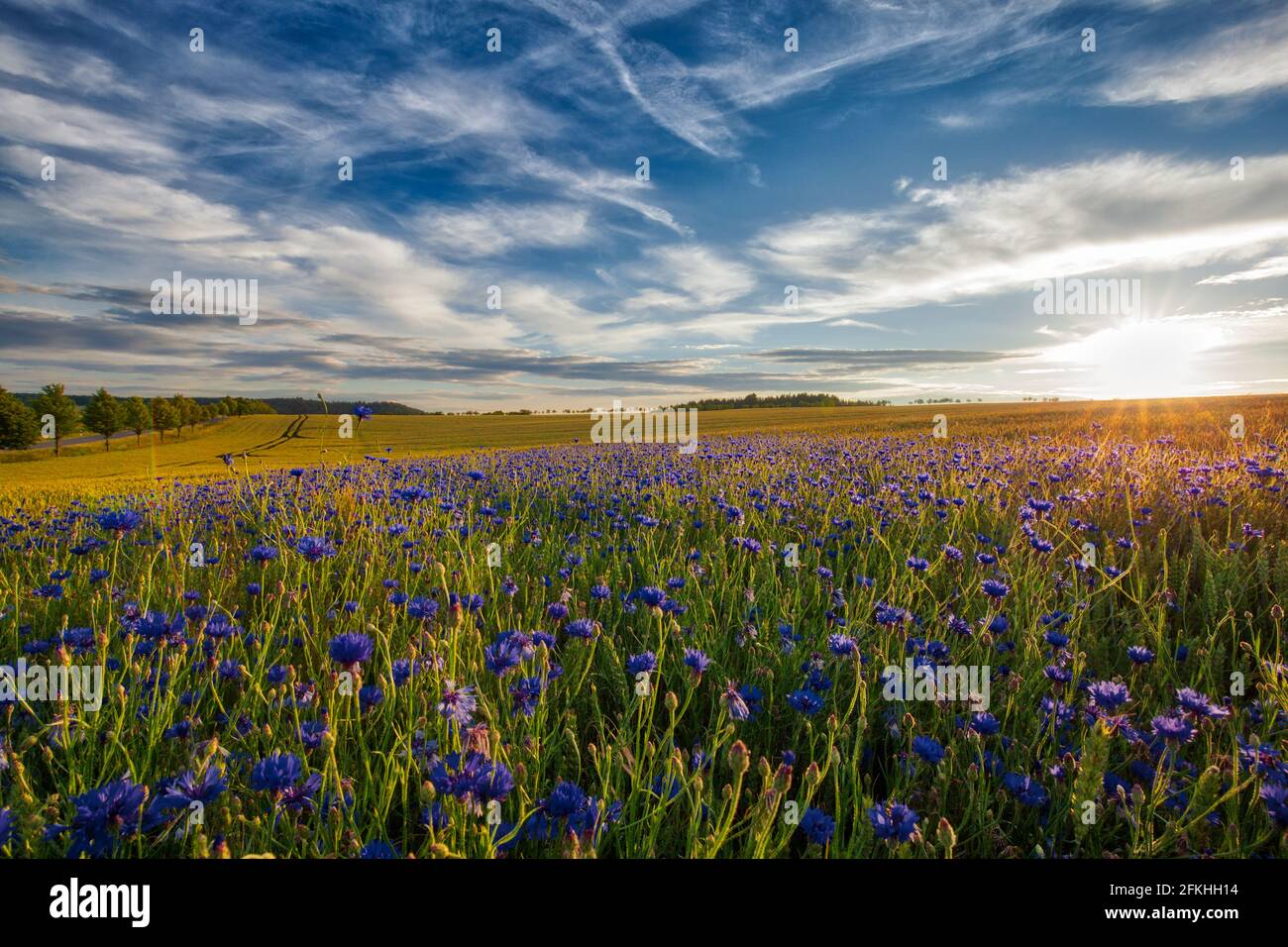 Blumen In Harz Gieen