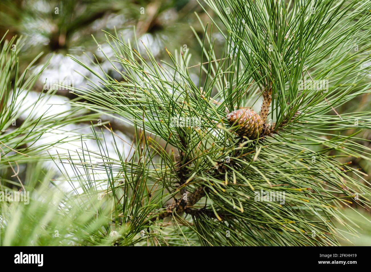 Pine tree branch with cones in spring Stock Photo