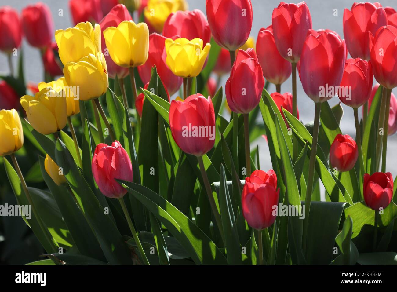 Beautiful red and yellow tulips in spring on a flower bed Stock Photo ...