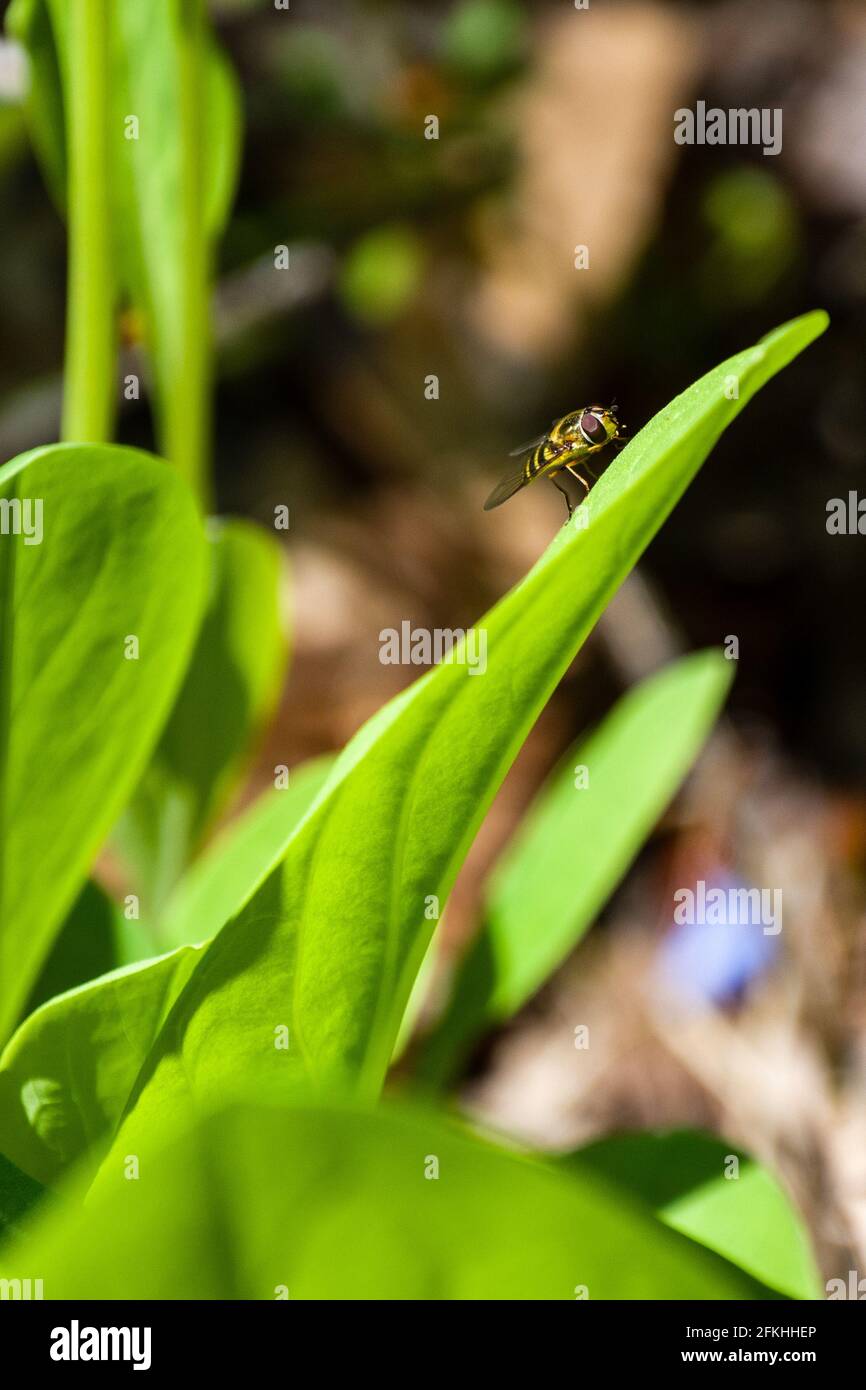 Vertical Insects Vertical nature animal insect bug hi-res stock photography and images ...