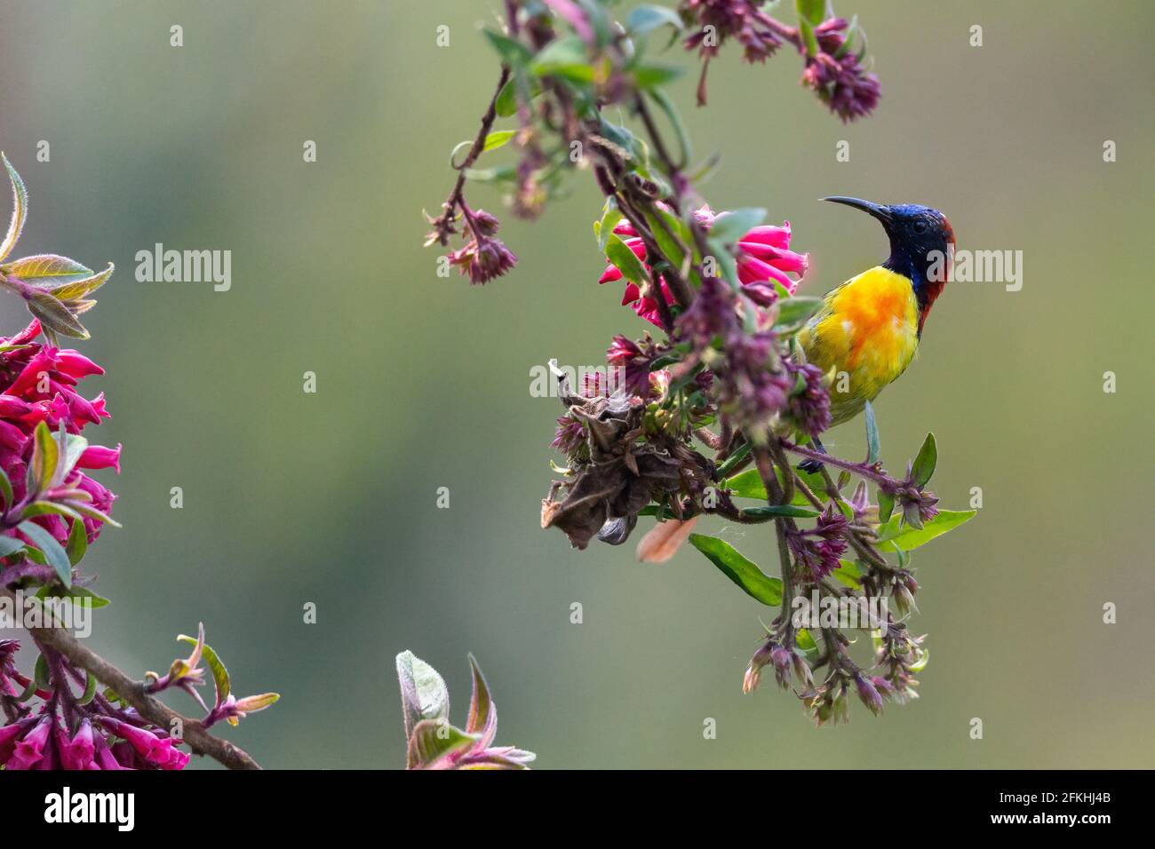 Fire-tailed Sunbird or Aethopyga ignicauda in eastern Himalaya West Bengal India Stock Photo