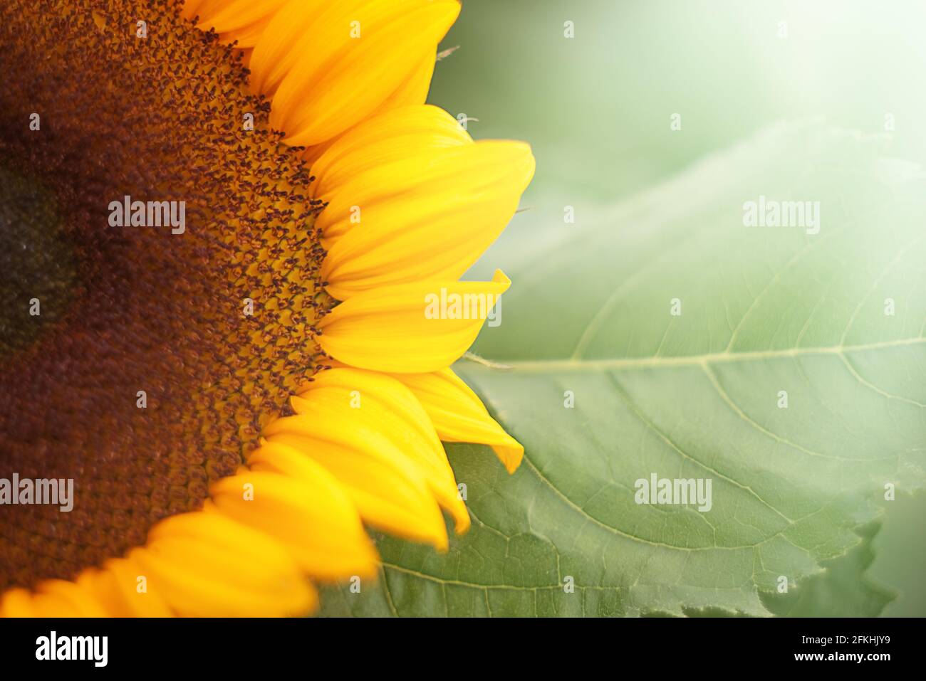 Sommer ray hi-res stock photography and images - Alamy