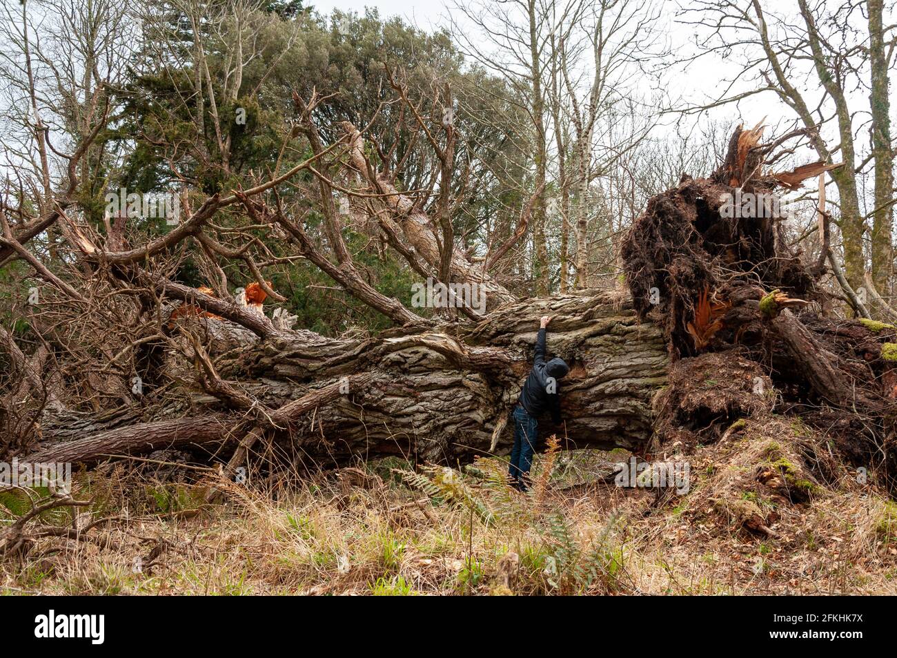 Ireland storm Darwin damages and fallen 400 years old Yew tree in Killarney National Park, County Kerry, Ireland as of 2014 Stock Photo