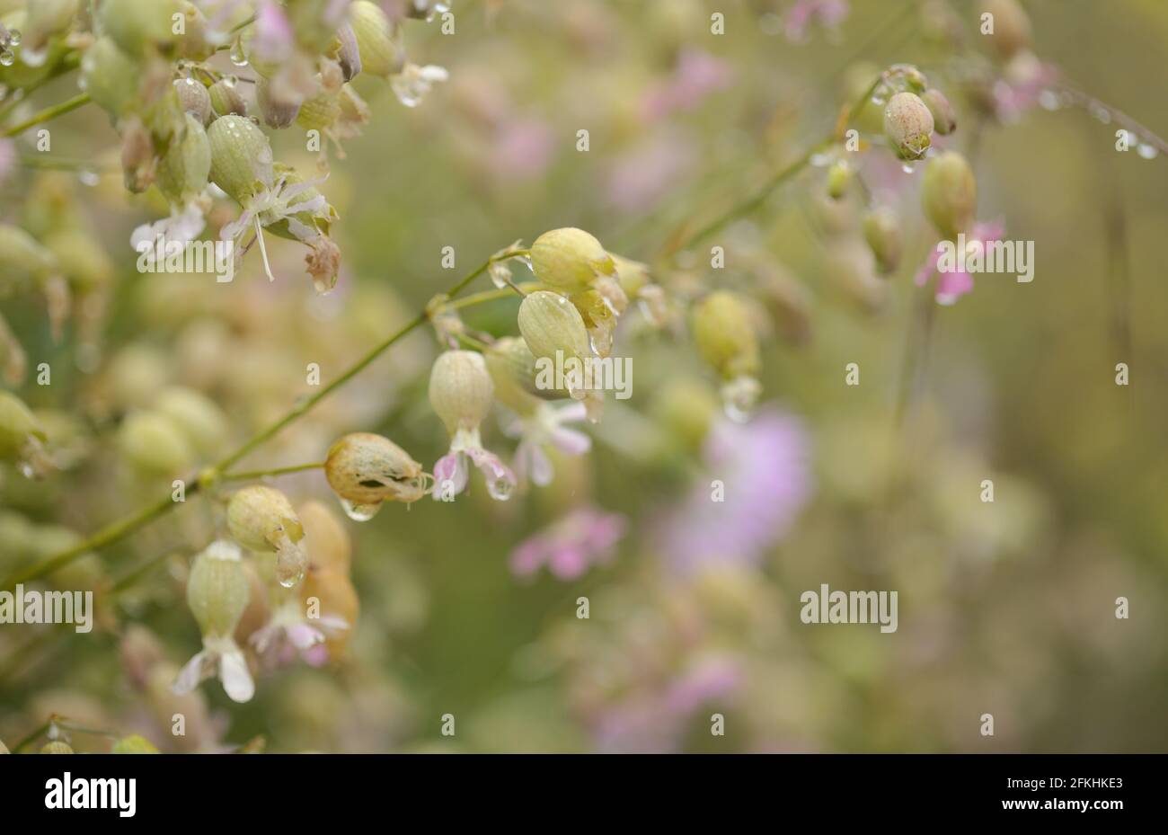 Flora of Gran Canaria -  Silene vulgaris, the bladder campion, natural macro floral background Stock Photo