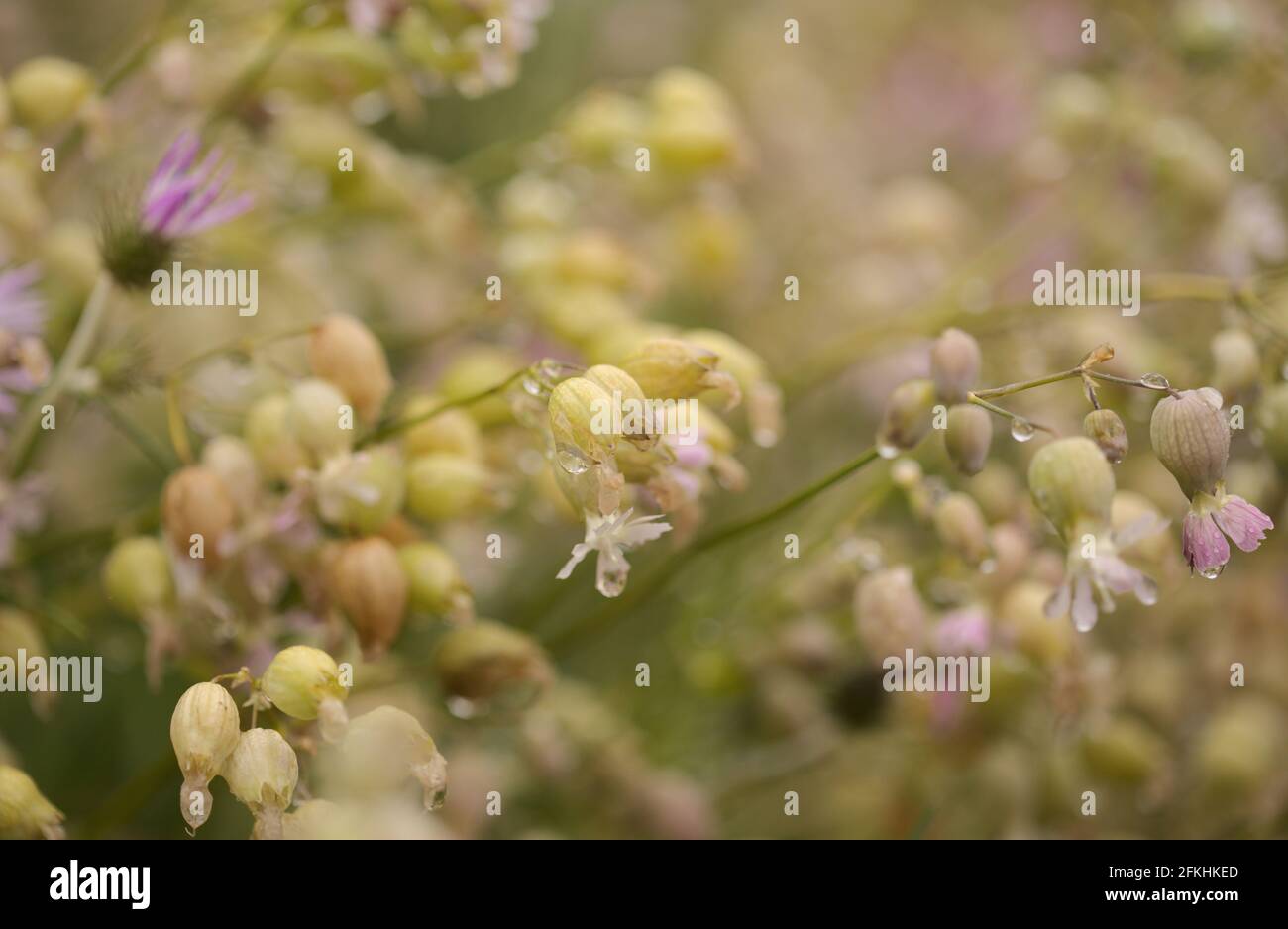 Flora of Gran Canaria -  Silene vulgaris, the bladder campion, natural macro floral background Stock Photo