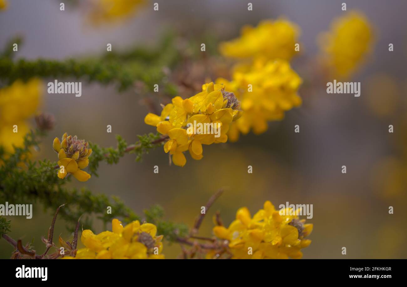 Flora of Gran Canaria -  flowering Adenocarpus foliolosus, Canary Island flatpod natural macro floral background Stock Photo