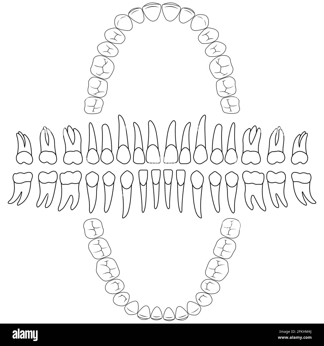 contours teeth tooth formula Stock Vector