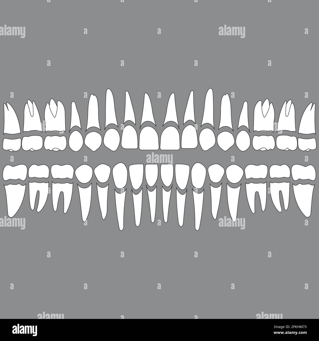 dentition teeth and roots Stock Vector