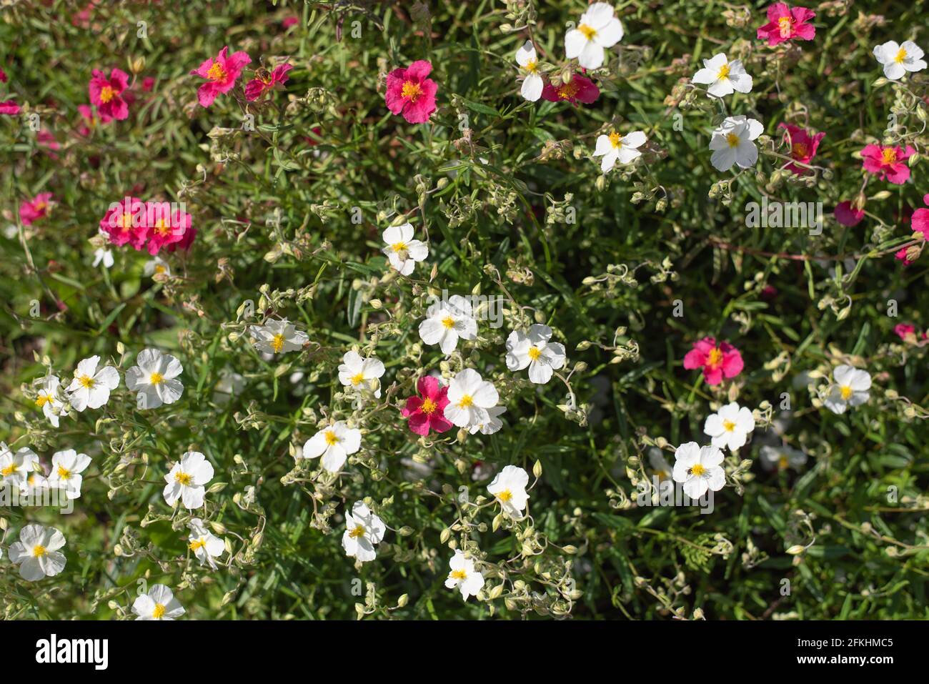 Sunflower, Helianthemum hybrid  (Helianthemum sp.), pink and white flowering, flower, perennial plant, perennial Stock Photo