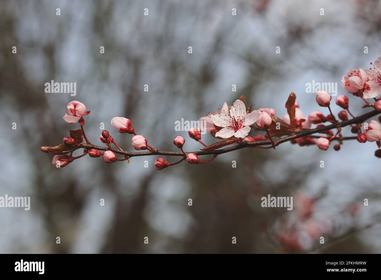 Prunus Cerasifera during Spring in the Garden. Blossom and Buds of Cherry Plum during Springtime. Close-up of Twig with Pink Flowering Tree. Stock Photo