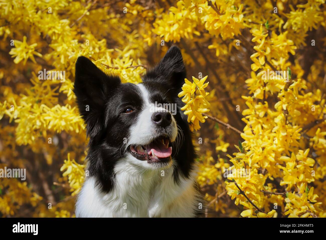 Close-up of Adorable Black and White Border Collie Dog with Yellow Forsythia during Spring. Stock Photo