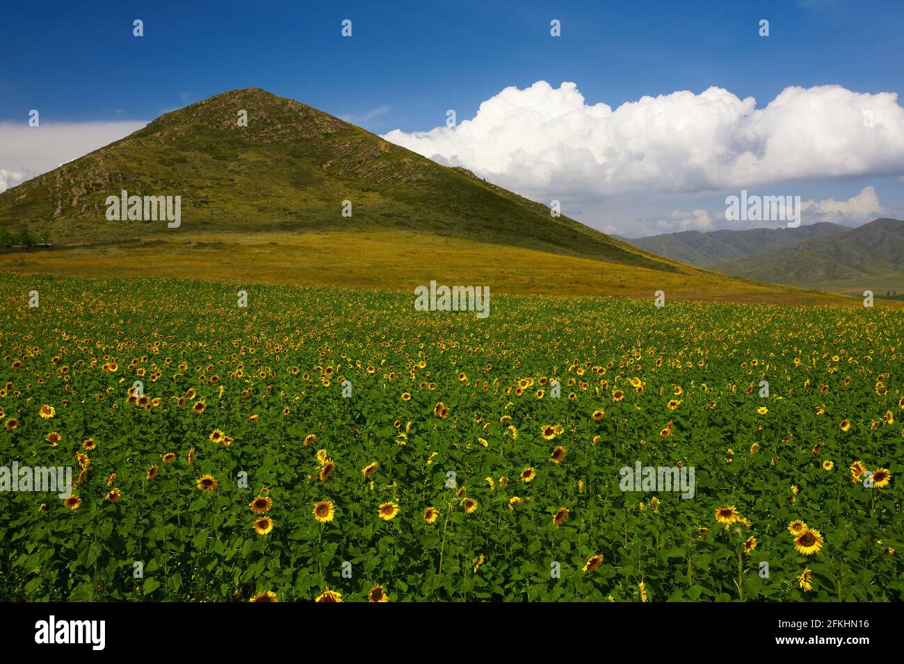 Hill landscape with sunflower field Stock Photo - Alamy