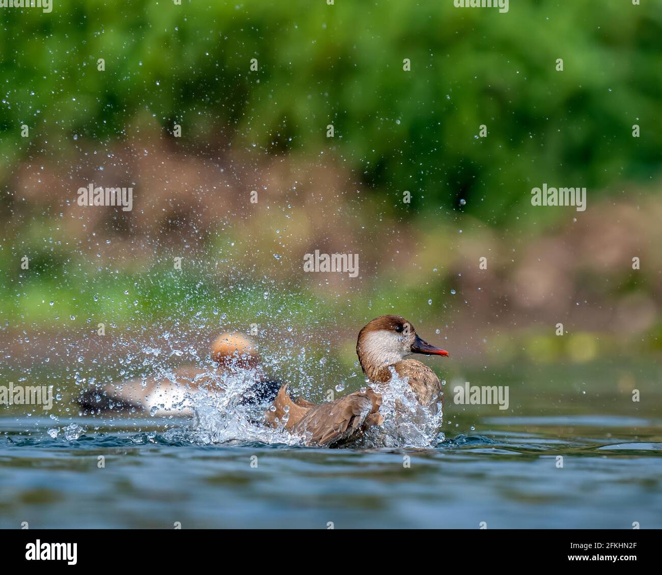 Water splashes by a female red crested pochard Stock Photo