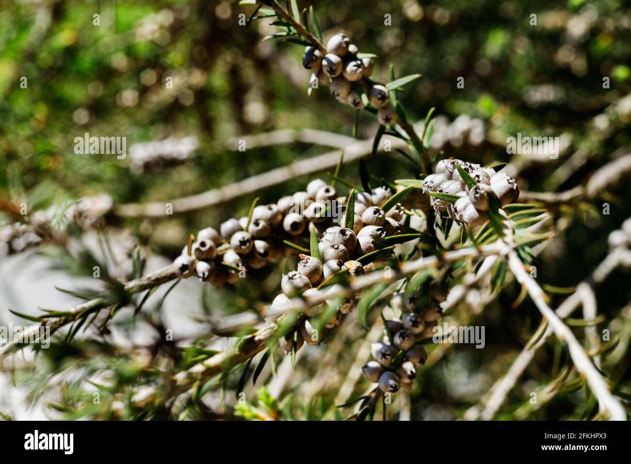 Woody fruits of dotted melaleuca shrub - melaleuca diosmifolia or green honey -myrtle -in a bright day Stock Photo