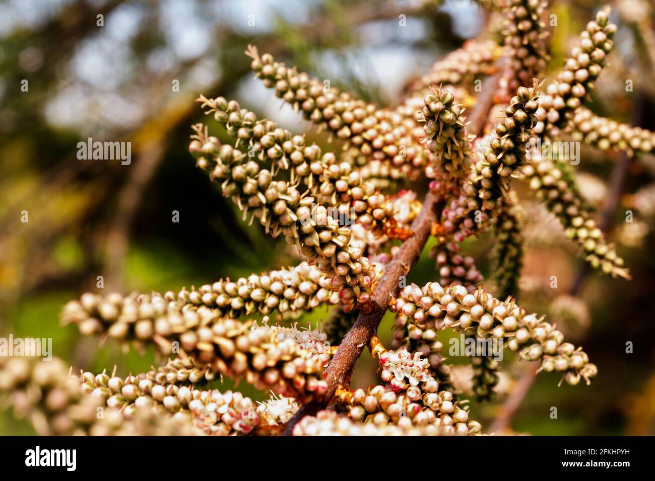 Branch with pink flowers not yet blossomed of tamarix salt cedar tree , beautiful ornamental plant Stock Photo