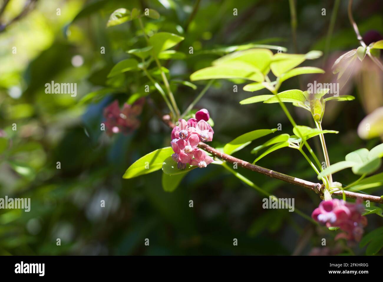 Beautiful image of akebia quinata or chocolate vine on sunny day Stock ...